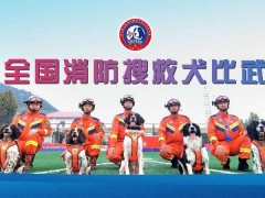 浙江应急救援员报名网-第七届全国消防搜救犬技术比武竞赛在济南举行应急救援员报名条件